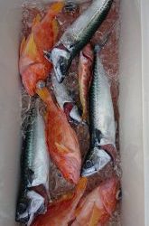 伊豆下田フィッシング 釣果