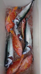 伊豆下田フィッシング 釣果