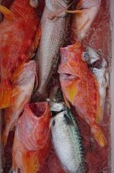 伊豆下田フィッシング 釣果