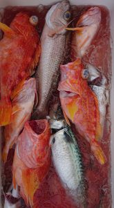 伊豆下田フィッシング 釣果