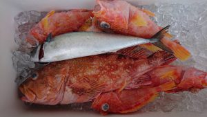 伊豆下田フィッシング 釣果