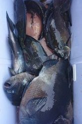 伊豆下田フィッシング 釣果