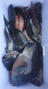 伊豆下田フィッシング 釣果