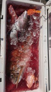 伊豆下田フィッシング 釣果