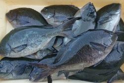 伊豆下田フィッシング 釣果