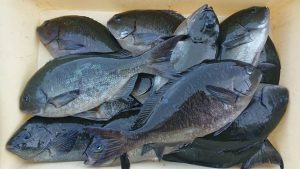 伊豆下田フィッシング 釣果