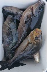 伊豆下田フィッシング 釣果