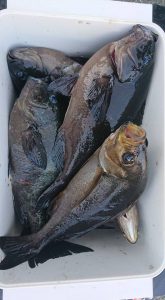 伊豆下田フィッシング 釣果