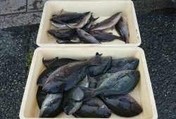 伊豆下田フィッシング 釣果