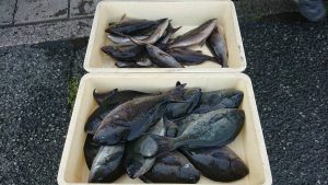 伊豆下田フィッシング 釣果