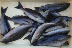 伊豆下田フィッシング 釣果