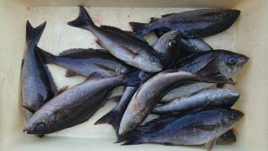 伊豆下田フィッシング 釣果