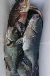 伊豆下田フィッシング 釣果