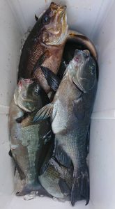 伊豆下田フィッシング 釣果