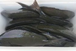 伊豆下田フィッシング 釣果