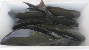 伊豆下田フィッシング 釣果