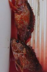 伊豆下田フィッシング 釣果