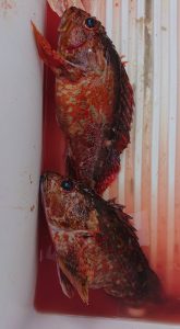 伊豆下田フィッシング 釣果