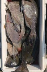 伊豆下田フィッシング 釣果