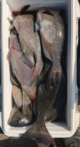 伊豆下田フィッシング 釣果