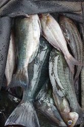 伊豆下田フィッシング 釣果