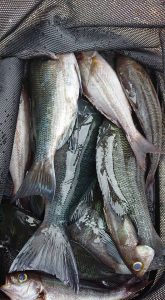 伊豆下田フィッシング 釣果