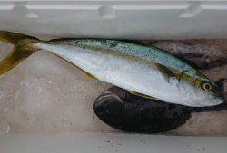 伊豆下田フィッシング 釣果