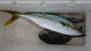 伊豆下田フィッシング 釣果