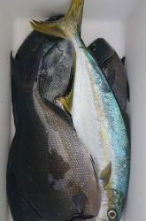 伊豆下田フィッシング 釣果