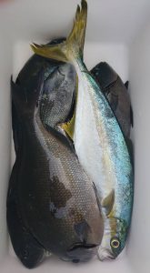 伊豆下田フィッシング 釣果