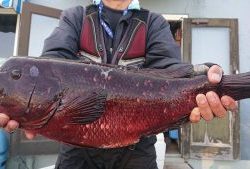 伊豆下田フィッシング 釣果