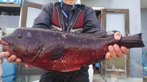 伊豆下田フィッシング 釣果