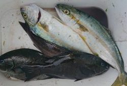 伊豆下田フィッシング 釣果