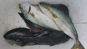 伊豆下田フィッシング 釣果