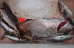 伊豆下田フィッシング 釣果