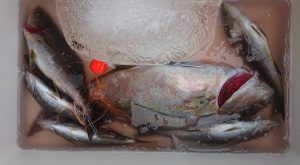 伊豆下田フィッシング 釣果