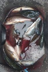 伊豆下田フィッシング 釣果