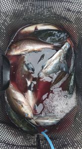 伊豆下田フィッシング 釣果