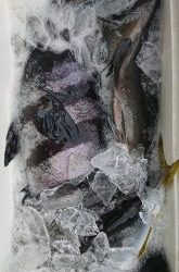 伊豆下田フィッシング 釣果