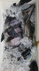 伊豆下田フィッシング 釣果