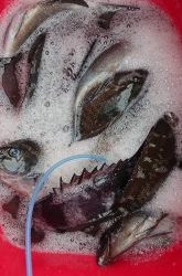 伊豆下田フィッシング 釣果