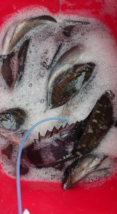 伊豆下田フィッシング 釣果