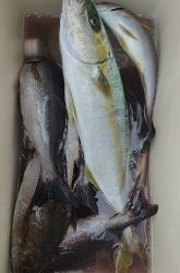 伊豆下田フィッシング 釣果