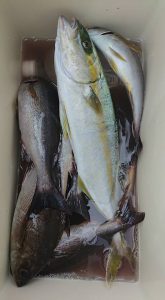 伊豆下田フィッシング 釣果