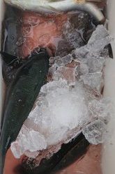 伊豆下田フィッシング 釣果