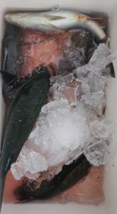 伊豆下田フィッシング 釣果