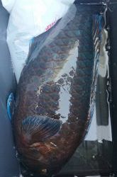 伊豆下田フィッシング 釣果