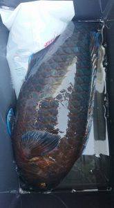 伊豆下田フィッシング 釣果