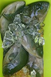 伊豆下田フィッシング 釣果