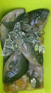 伊豆下田フィッシング 釣果